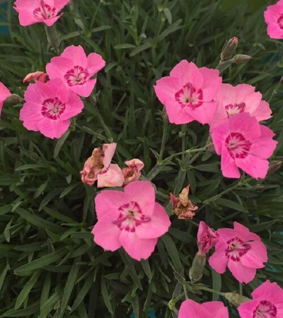 Dianthus Mountain Frost™ Pink Carpet